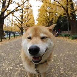 日本宠物网红,日本宠物界的明星风采